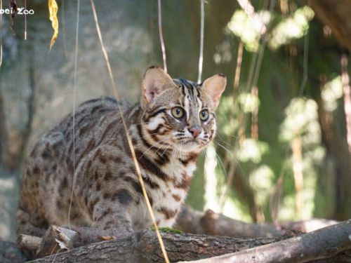 三隻石虎的新家物語！臺北市立動物園迎來「捲心餅」、「平平」、「阿給」化身保育大使守護臺灣原生之美